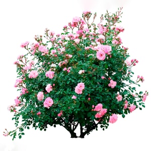 rosebush